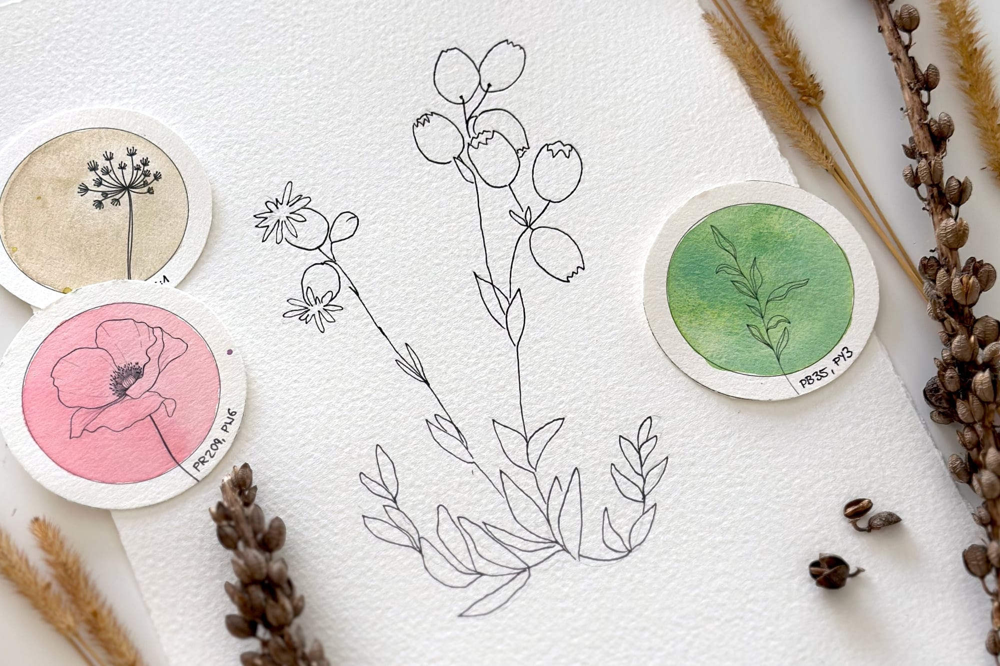 Botanical line drawing with pigment swatches and dried grasses