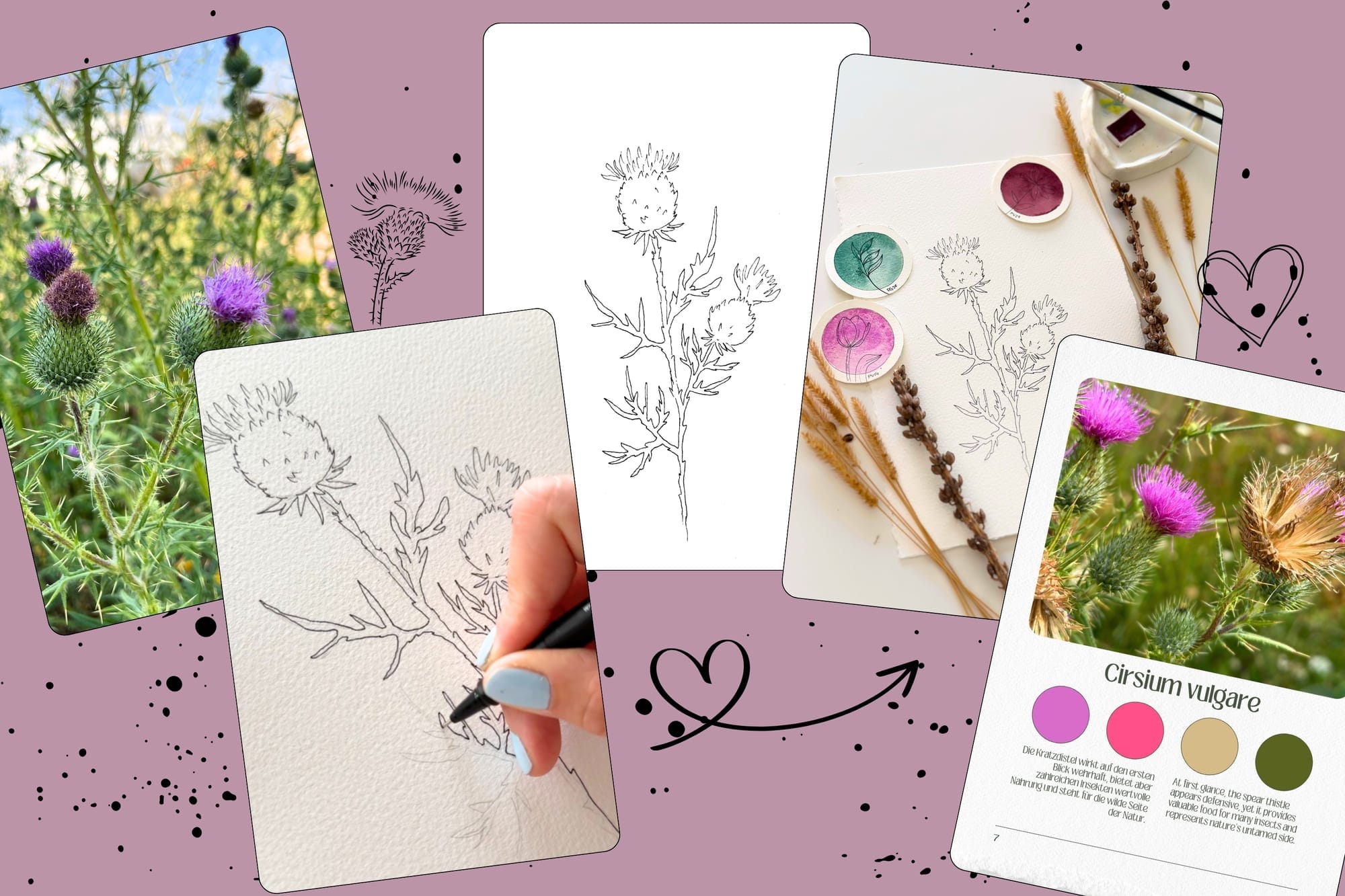 From photo to pencil sketch to waterproof template and color palette of the spear thistle