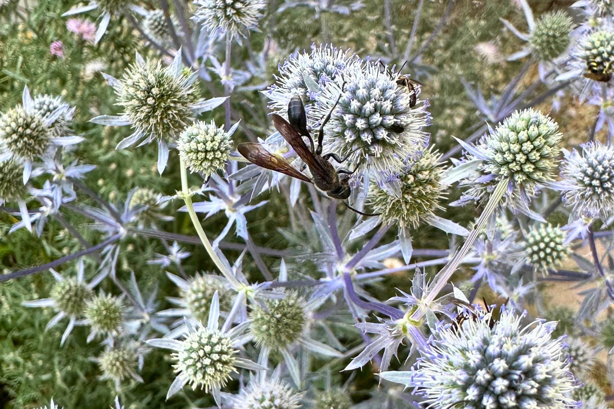 A digger wasp on the silvery-blue blooms of sea holly