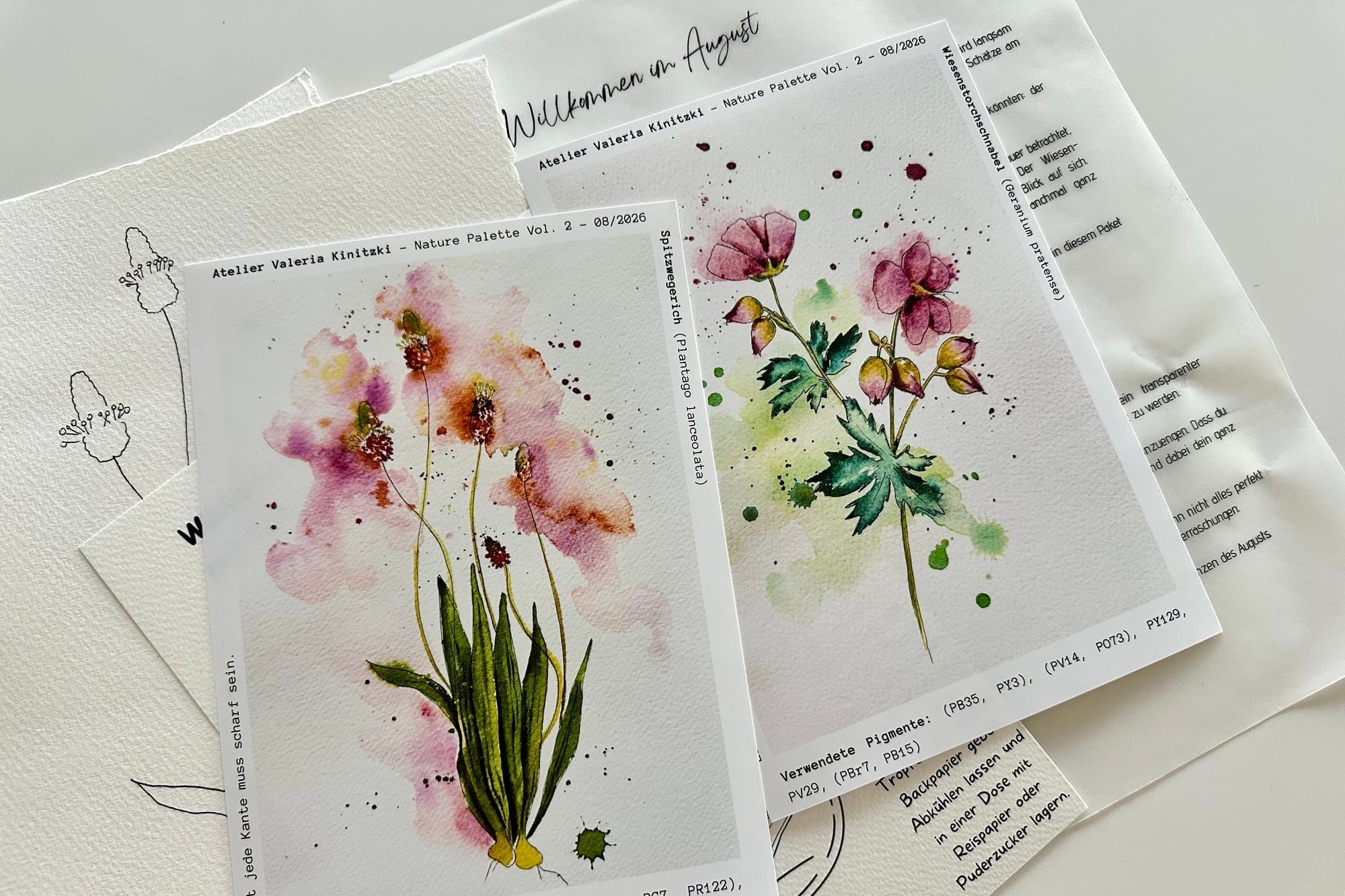 Two botanical reference prints: ribwort plantain and meadow cranesbill, each with pigment details