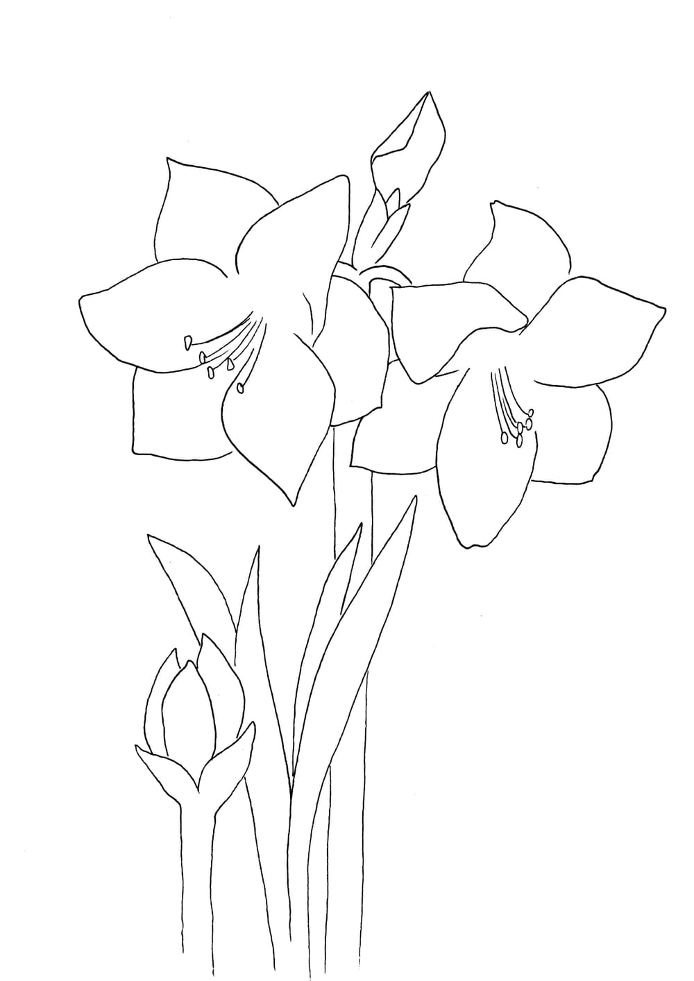 Amaryllis