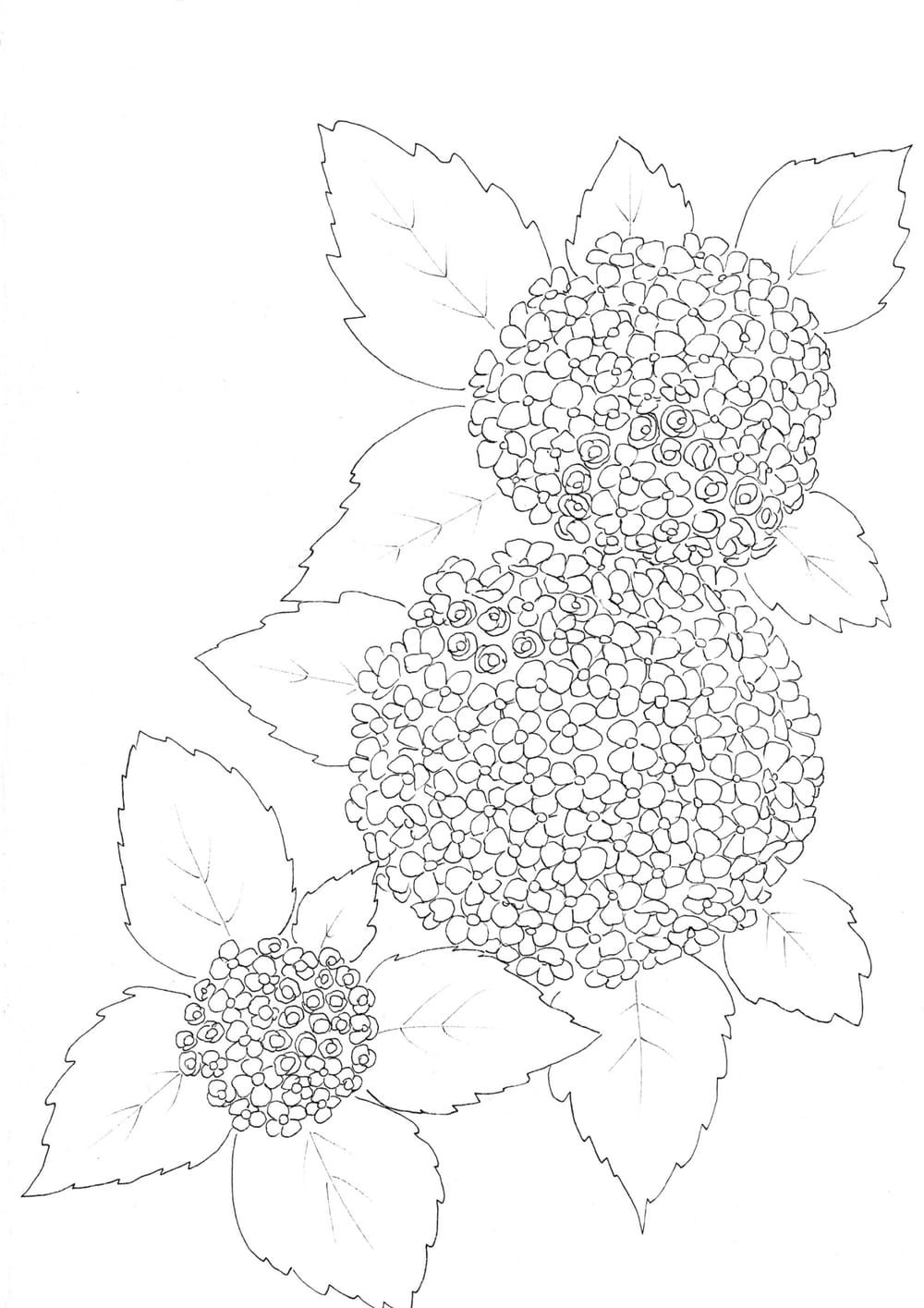 Nature Palette Vol.1 - Hydrangea macrophylla