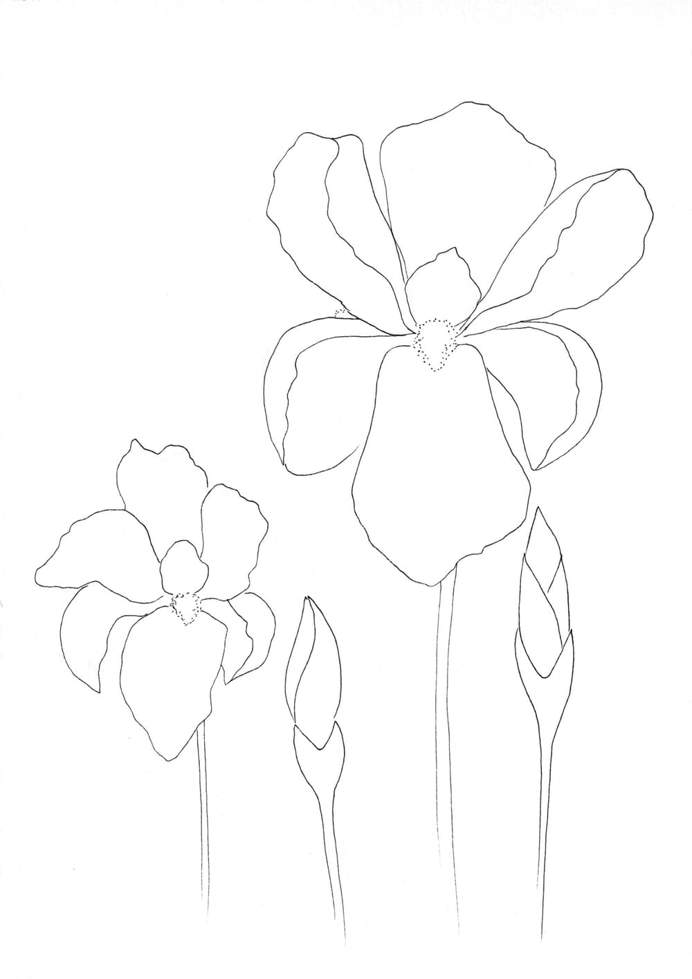 Nature Palette Vol.1 - Iris x germanica