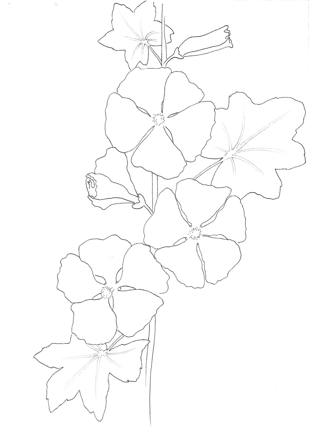 Nature Palette Vol.1 - Malva sylvestris