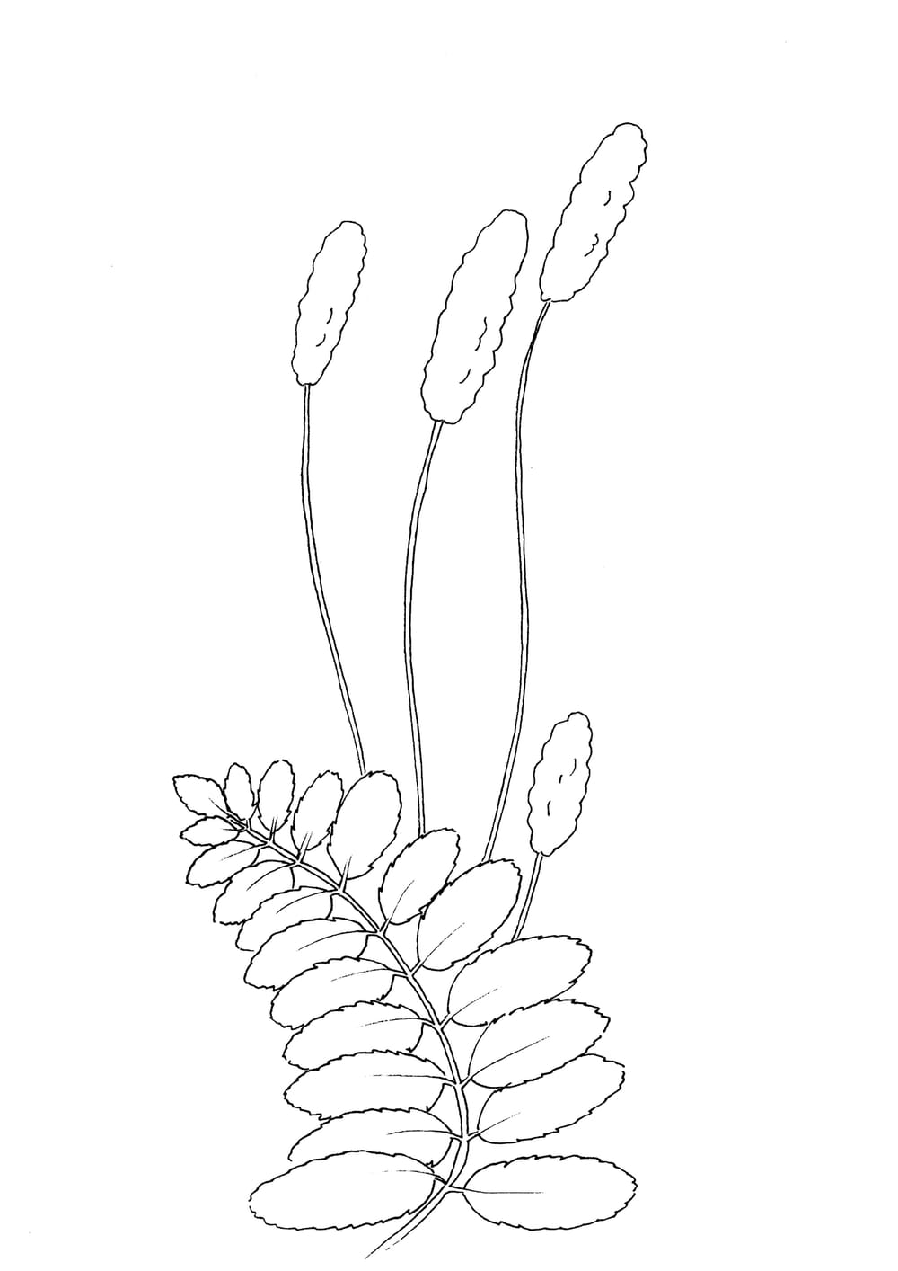 Burnet