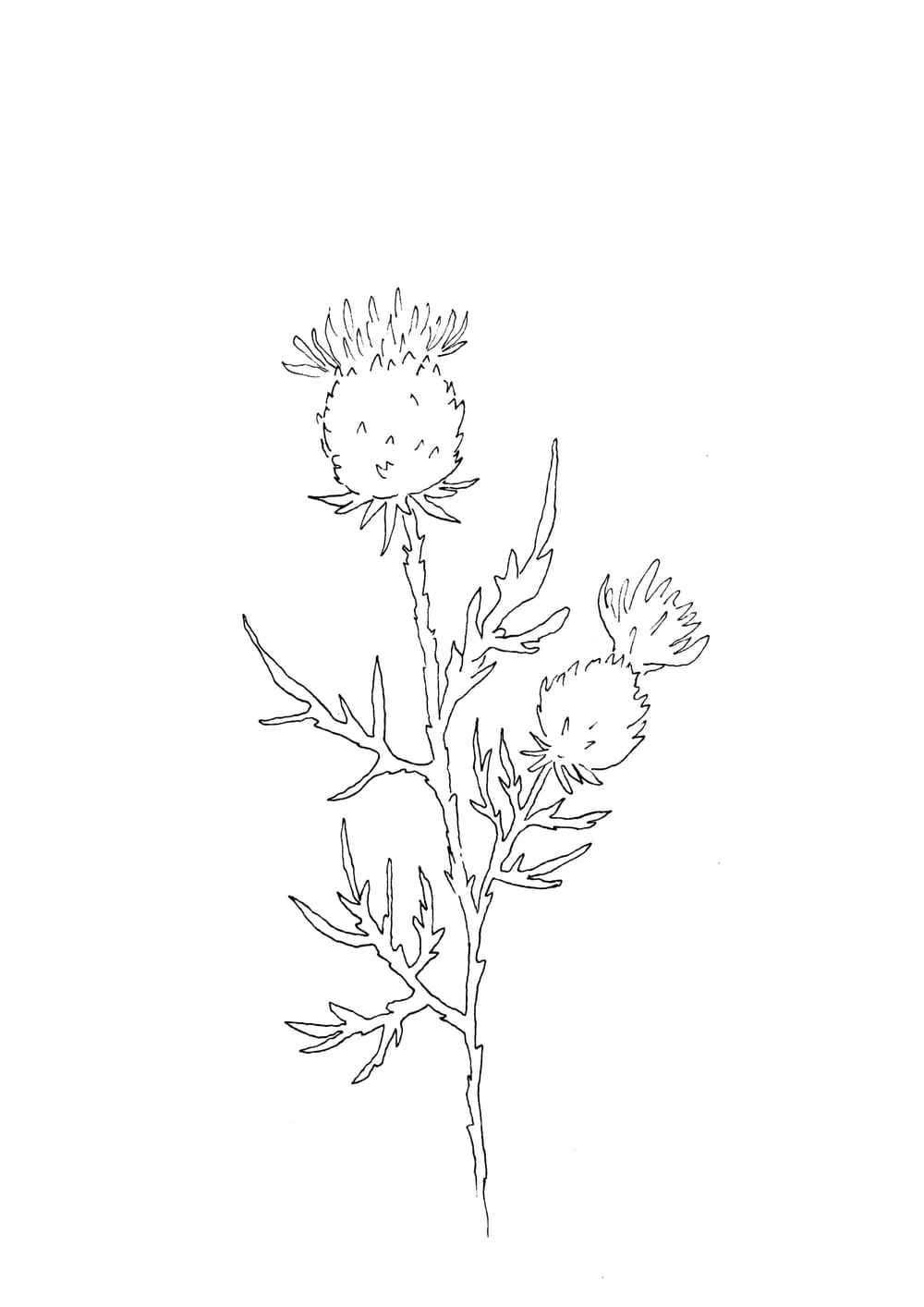 Nature Palette Vol.2 - Cirsium vulgare