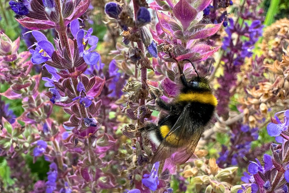 The Friendly Wild Ones – Why I Now Paint the Flowers of the Meadow