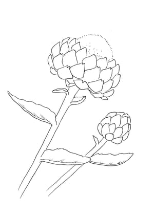 Artichoke Malvorlage