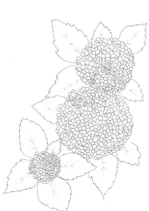 Nature Palette Vol.1 - Hydrangea macrophylla Malvorlage