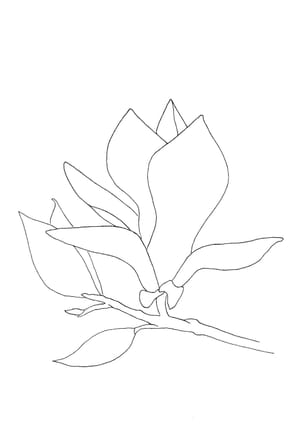 Magnolia Malvorlage