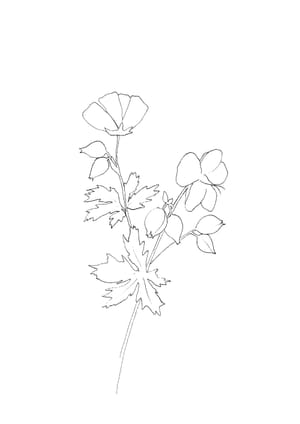 Nature Palette Vol.2 - Geranium pratense Malvorlage