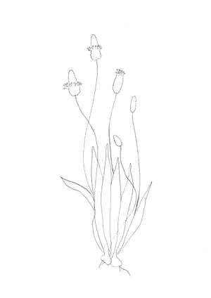 Nature Palette Vol.2 - Plantago lanceolata Malvorlage