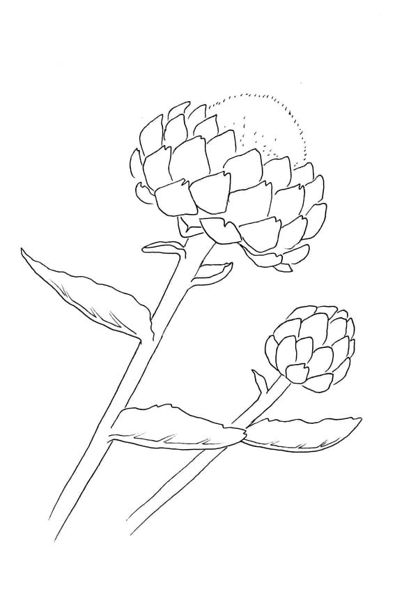 Artichoke Malvorlage