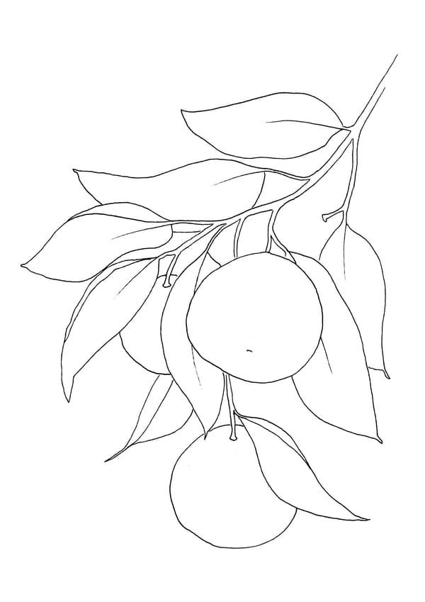 Orange Branch Malvorlage