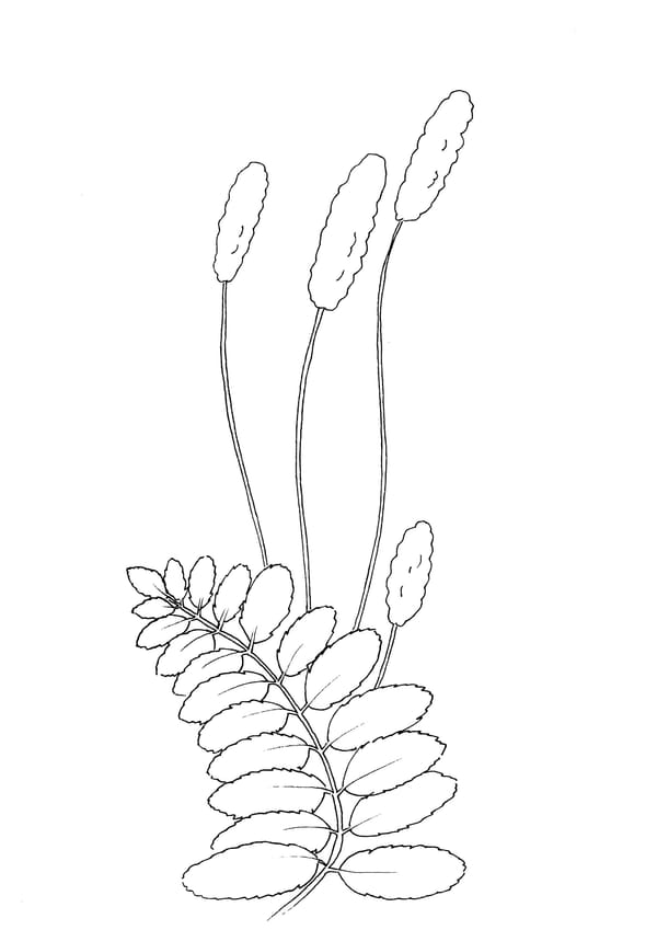 Burnet Malvorlage