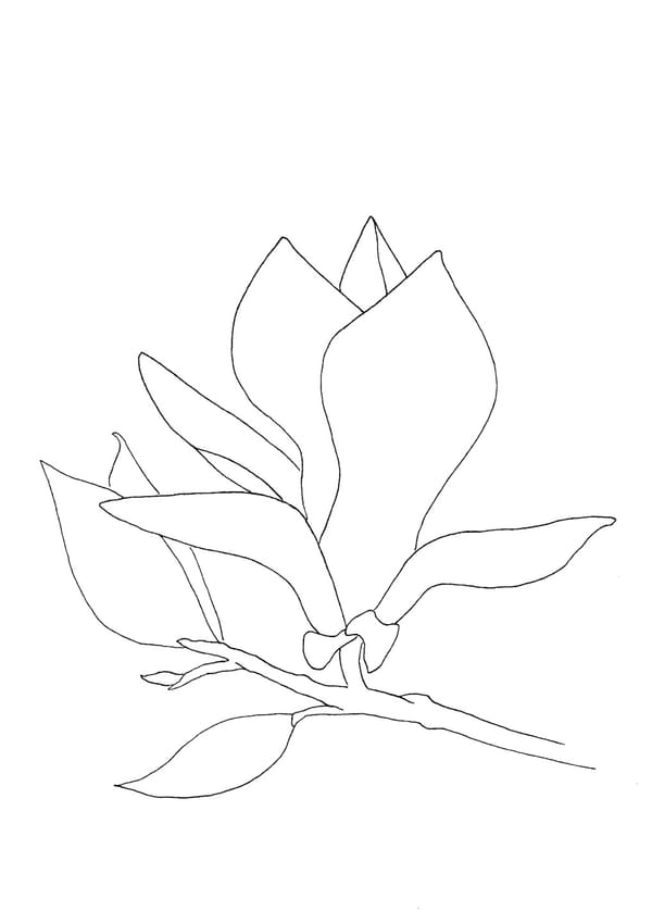 Magnolia Malvorlage