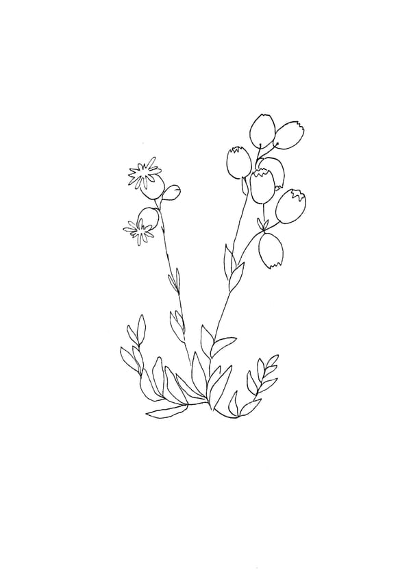 Nature Palette Vol.2 - Silene vulgaris Malvorlage