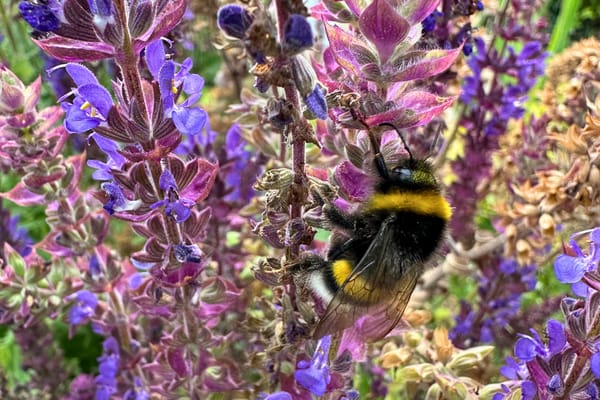 The Friendly Wild Ones – Why I Now Paint the Flowers of the Meadow